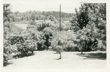 Photograph, View towards Loughnan's Hill from 8 Tamar Street, Ringwood, Victoria - c.1960s