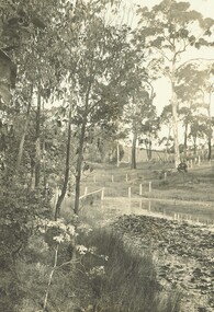 Photograph, Lily pond, 'Quambee'. c1915