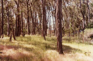 Photograph, Hilltop opposite Werac Drive, North Ringwood in 1977