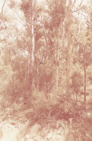 Photograph, The forest between Werac Drive and Debbie Court, North Ringwood on the northern side of Kubis Drive in Jan 1977
