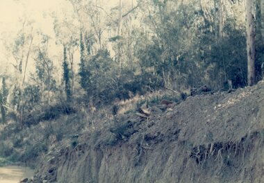 Photograph, The forest opposite the intersection of Kubis and Werac Drives, North Ringwood in Jan 1977
