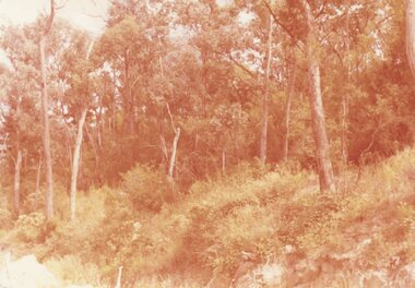 Photograph, The forest on the hillside opposite Pamela Court, North Ringwood in 1976/7