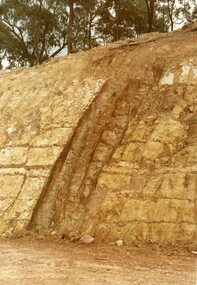 Photograph, A vertical seam of sedimentary intrusion in horizontally bedded siltstone in "Bel Air" Estate, North Ringwood in April 1978