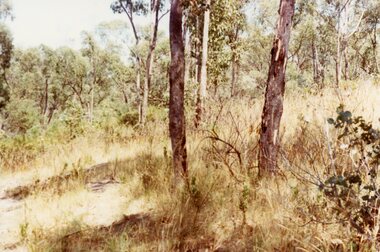 Photograph, Typical bush country before the construction of roads in the "Bel Air" Estate, North Ringwood in Jan 1978