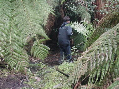 Photograph - Parkwood Secondary College, Ringwood North, Victoria, Selection of 10 Digtised Images from Bogong School Camp - 2002 - Field Studies