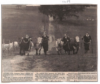 Article, Tintern CEGS RIngwood East - Newspaper Clipping 26-9-1995 Students with steers for Rpyal Melbourne Show entry