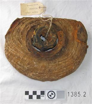 Round wooden pulley segment with obvious grain