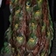 Colorful array of rear feathers with their bright eyes