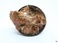 Underside has concretion and encrustations