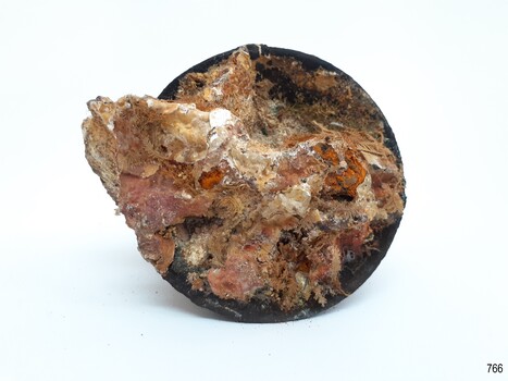 Underside has concretion and encrustations