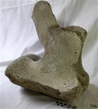 Whale bone vertebra placed vertically.