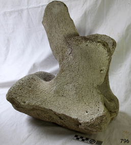 Animal specimen - Whale bone, Undetermined
