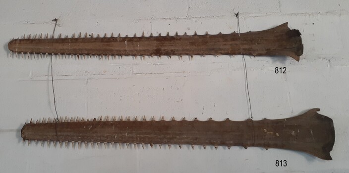 Saws of sawfish, removed from the fish, showing teeth around sides and tip of the saw.