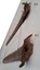 The saw or rostrum was jointed onto the head of the sawfish
