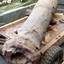 Cannon on trailer, ready to move to conservation area