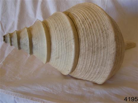 Large conch shell lying on its side with apex to left.