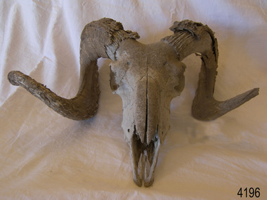 Ram's skull complete with horns, facing front.