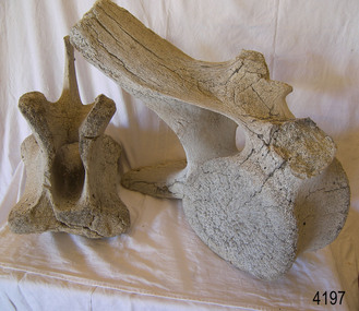 Animal specimen - Whale bone, Undetermined