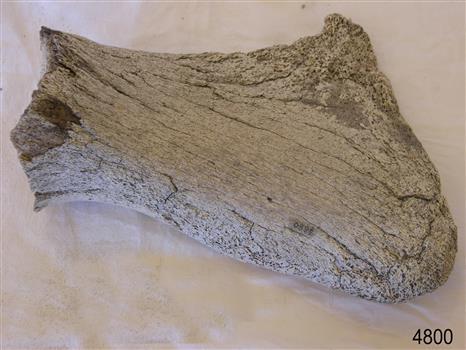 Piece of whalebone discoloured with age, and showing deterioration of the bone.