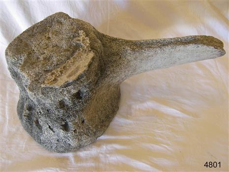 Piece of whalebone discoloured with age, and showing deterioration of the bone.