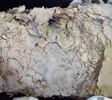 Paper is melded together in places and flaking off like scales in other areas. The edge is uneven.