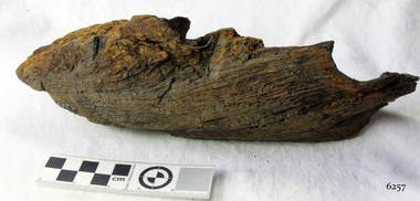 Wood Sample, 1854