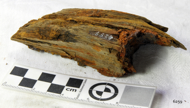 Wood Sample, 1854