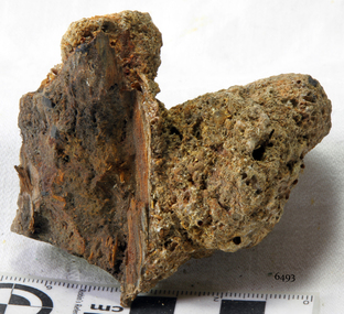 Wood sample, 1855
