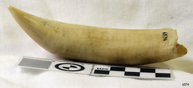 The root appears to be missing, and the tooth is pointed. 