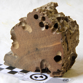 Wood Sample, about 1871