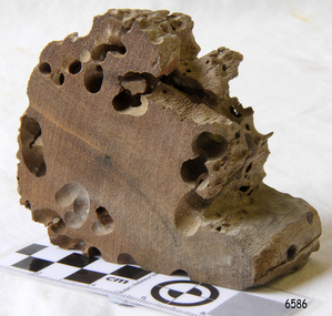 Memorabilia - Wood Sample, about 1871