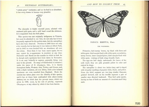 Left page has a small illustration, right page has a larger illustration of a butterfly