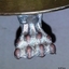 Close-up of a clawed foot with eight toes