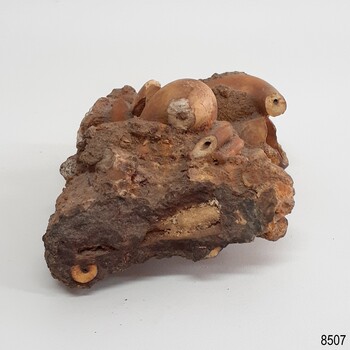 At least five broken pipe stems can be seen amongst the conglomeration