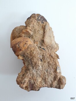 Pieces of sea shells, black stone and possibly sea weed are mixed with the pipe portions