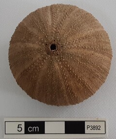 Animal specimen - Sea Urchin