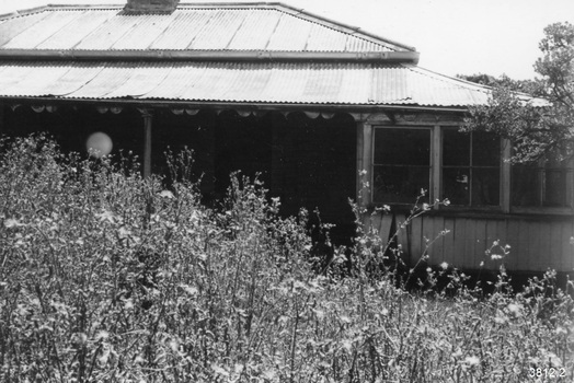 Right side of building with brick chimney straddling the peak of the corrugated iron roof. Veranda is below, with scalloped decoration, supported by posts. A door is along the building, right of centre. The right end of the veranda is closed in by a timber wall topped with three four-pane windows butted against each other. Tree branches are on the right. Flowering plants are in the foreground.