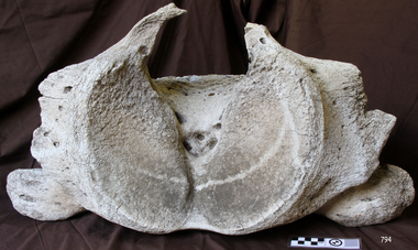 Animal specimen - Whale Vertebrae, Undetermined