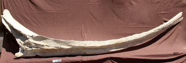 Animal specimen - Whale Jaw Bone, Undetermined