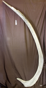 Animal specimen - Whale Rib Bone, Undetermined