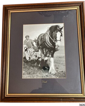 Photograph of a working horse pulling a wooden plough guided by a man