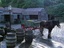Duke the horse, hitched to the market wagon and awaiting work