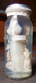 Closed jar with a sea creature preserved in fluid.