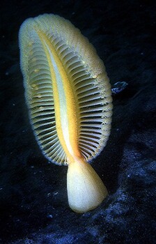 Golden sea pen positioned vertically. 