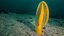 Golden sea pen positioned vertically.