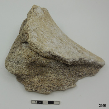 Piece of whalebone discoloured with age, and showing deterioration of the bone.