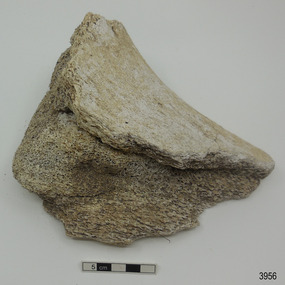 Piece of whalebone discoloured with age, and showing deterioration of the bone.