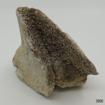 Piece of whalebone discoloured with age, and showing deterioration of the bone.