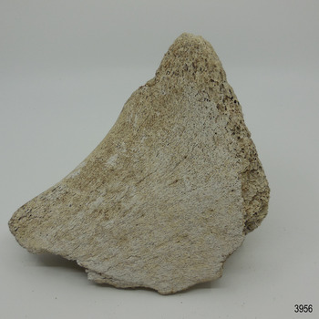 Piece of whalebone discoloured with age, and showing deterioration of the bone.