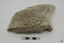 Piece of whalebone discoloured with age, and showing deterioration of the bone.